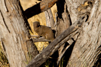 Dwarf Mongoose