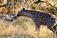Hyena