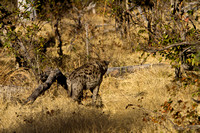 Hyena
