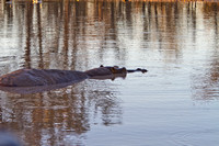 Hippo