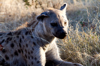 Hyena