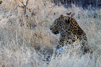 Female Leopard